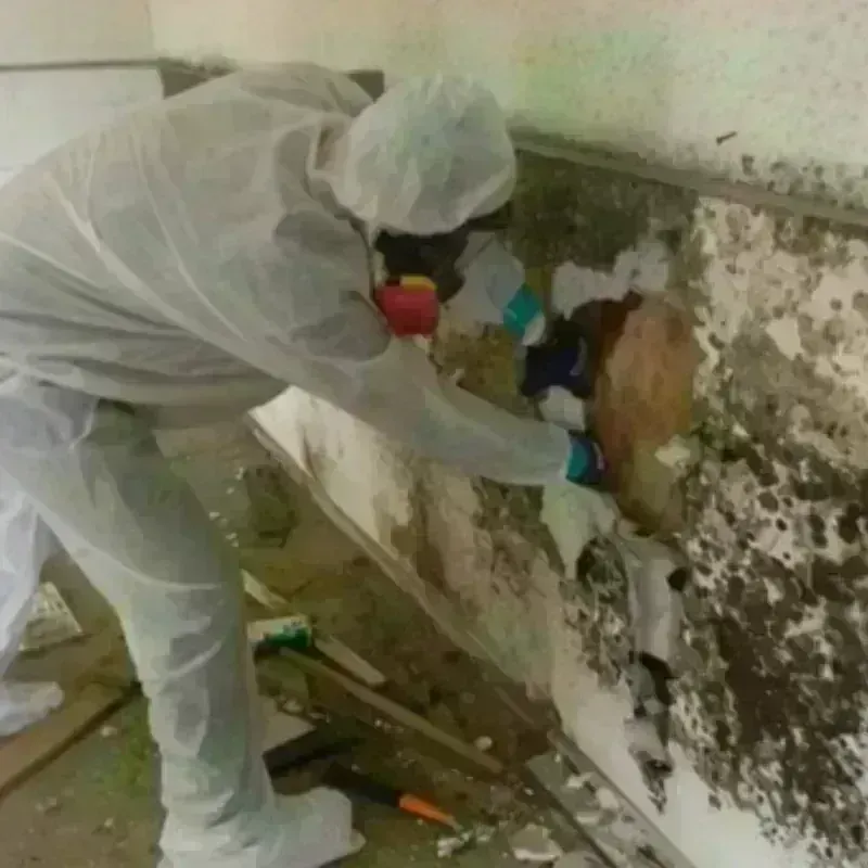 Mold Remediation and Removal in Coalgate, OK